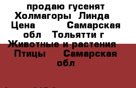 продаю гусенят Холмагоры ,Линда › Цена ­ 260 - Самарская обл., Тольятти г. Животные и растения » Птицы   . Самарская обл.